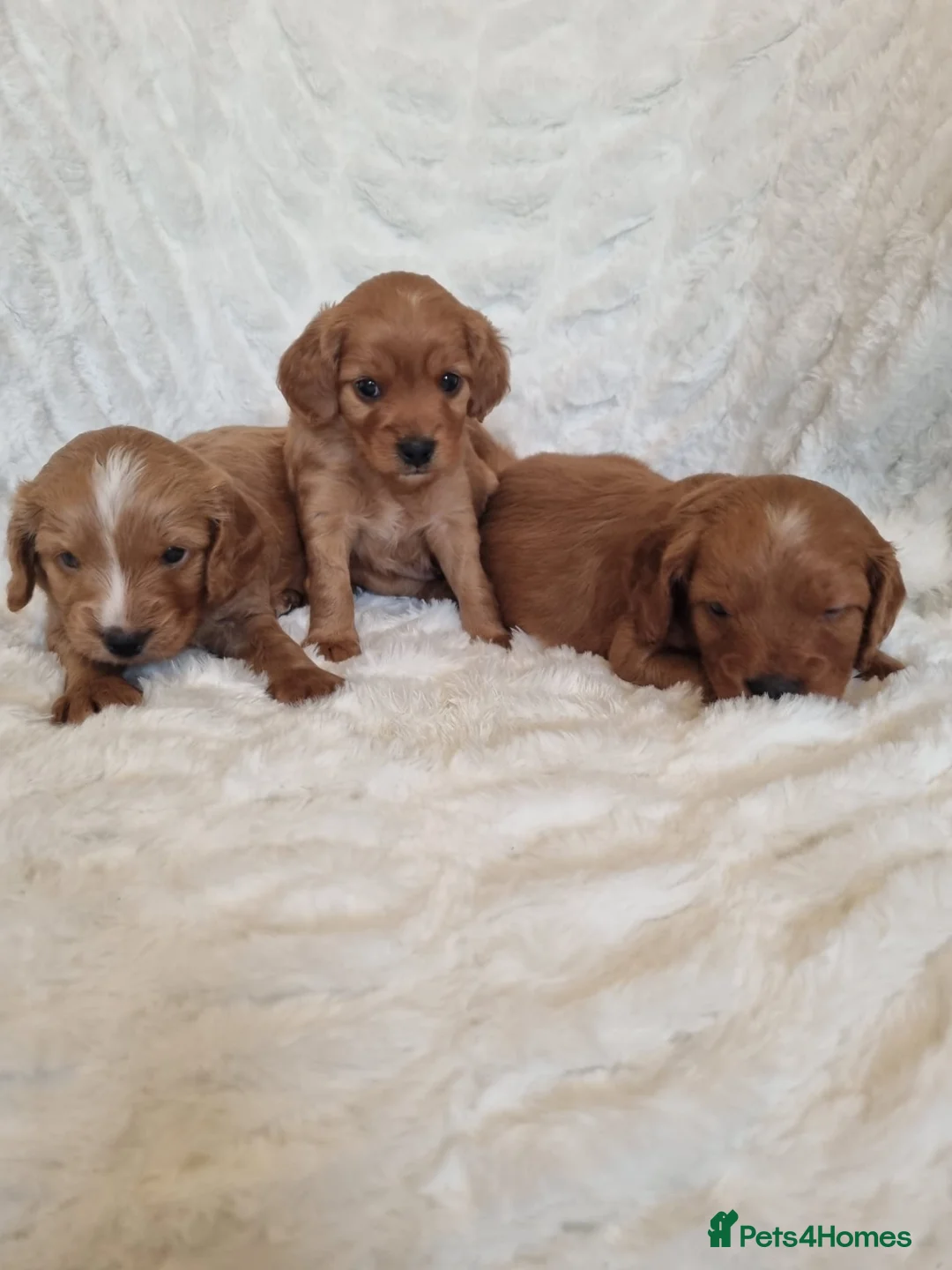 Cavapoo dogs for stud: Experienced, proven and health tested cavapoo stud in London - Advert 7