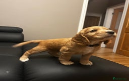 Cocker Spaniel dogs for sale: Healthy Cocker Spaniel puppies Working type  - Image 1