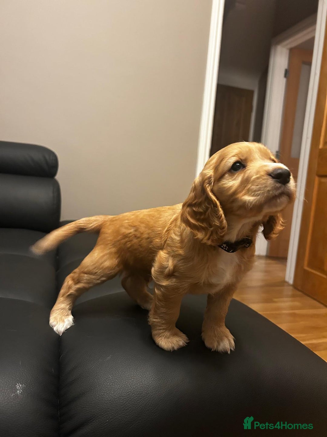 Cocker Spaniel dogs for sale: Healthy Cocker Spaniel puppies Working type  - Image 1