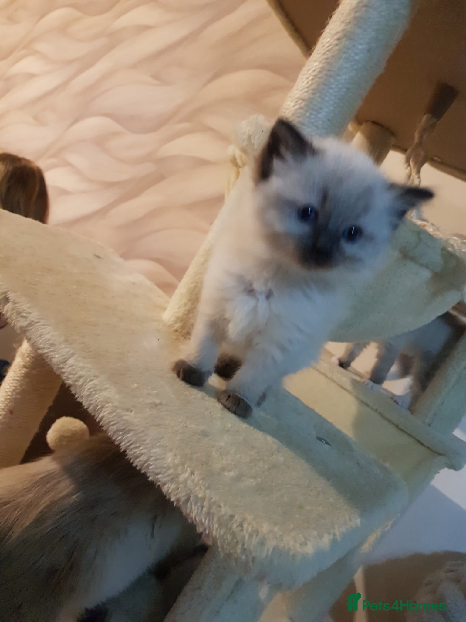 Ragdoll cats Ragdoll kittens ready now - Advert 7