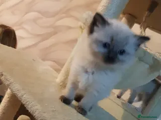 Ragdoll cats Ragdoll kittens ready now - Advert 7