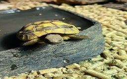 Tortoise reptiles for sale: 2x baby Herman tortoises  - Image 11