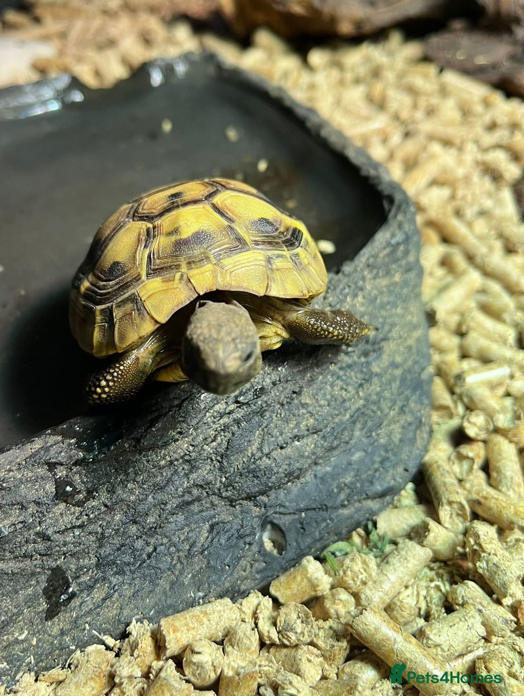 Tortoise reptiles for sale: 2x baby Herman tortoises  - Image 11
