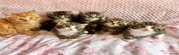Siberian cats for sale: Gorgeous Fluffy Kittens! - Advert 1