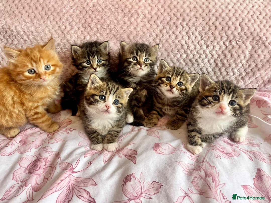 Siberian cats for sale: Gorgeous Fluffy Kittens! - Advert 1