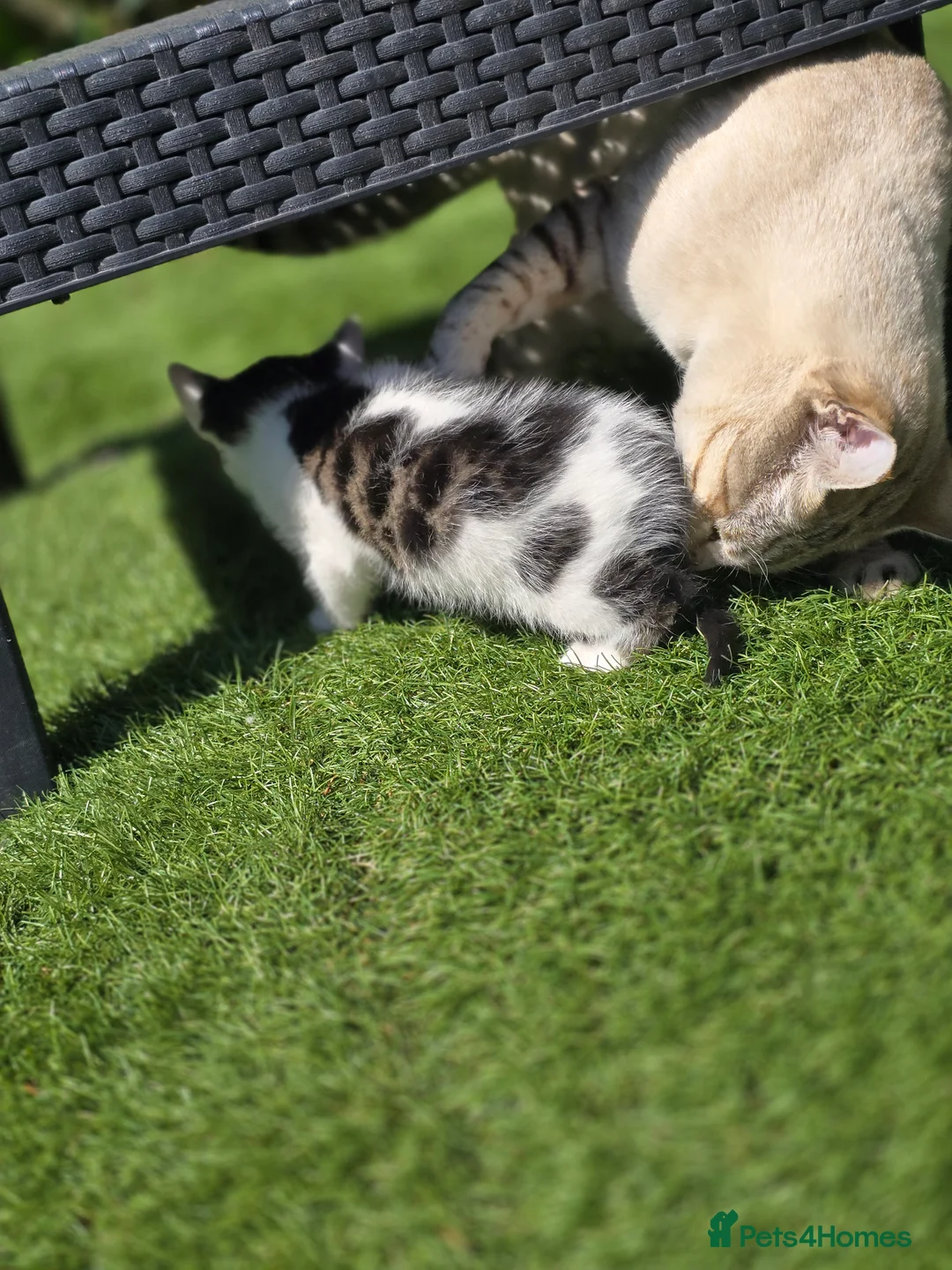 Bengal cats for sale: Bengal cross tabby Ready now in Croydon - Advert 18