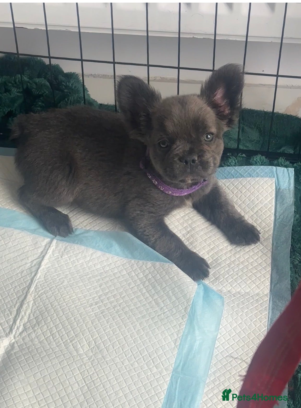 French Bulldog dogs RUBY🫶🏽 DWKC reg  - Advert 1