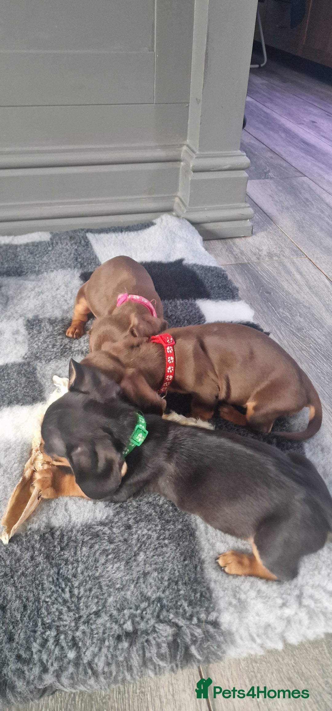 Miniature Dachshund dogs for sale: Miniature Dachshund puppies Longhaired & Smooth  - Image 8