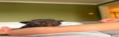 Kitten 2