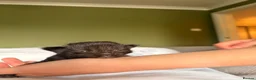 Mixed Breed cats for sale: 🐱7 beautiful kittens for sale! - Advert 18