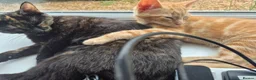 Mixed Breed cats for sale: Mum & Son in Hayling Island - Advert 5