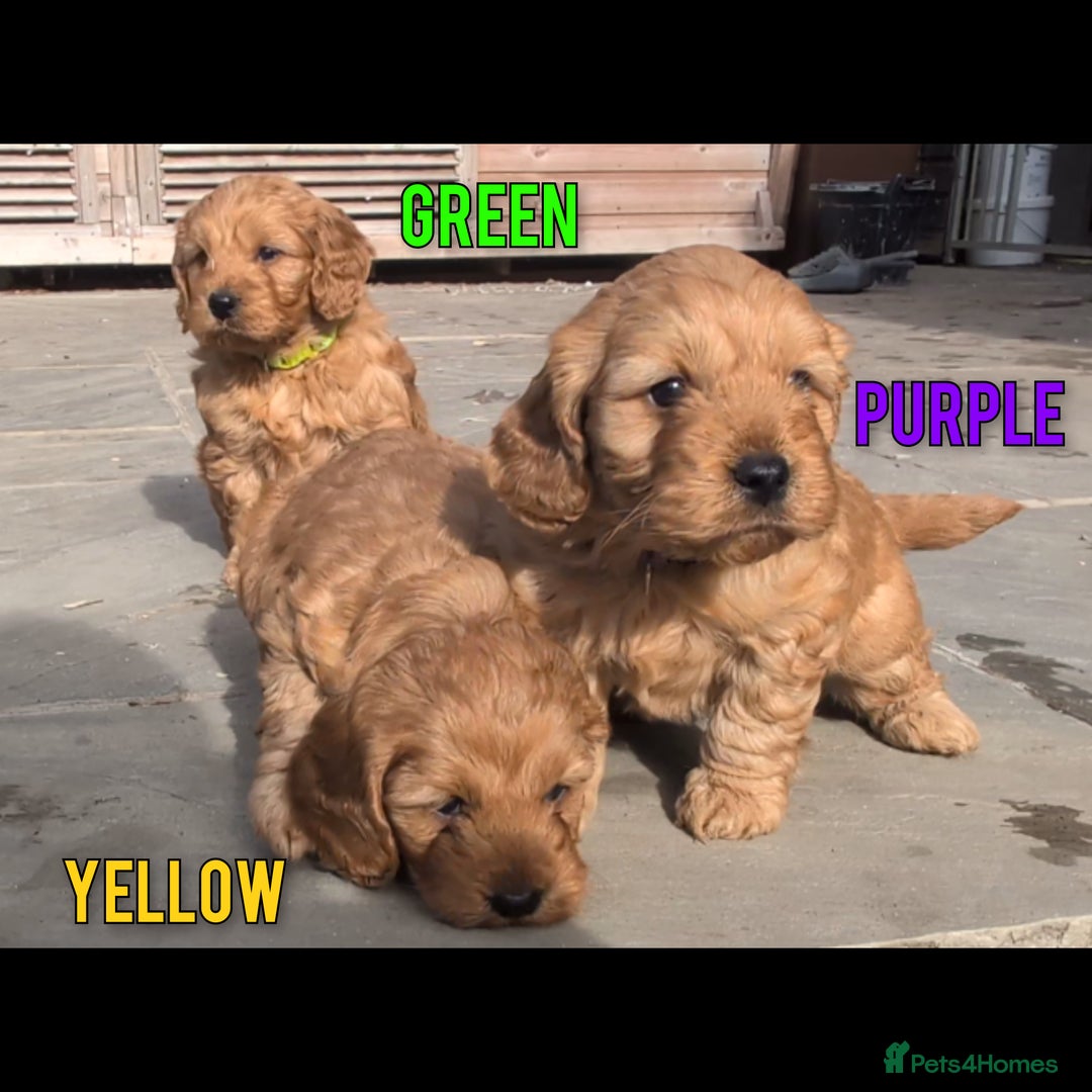 Cockapoo dogs for sale: 1 x Beautiful Red Cockerpoo Pup For Sale - Image 12
