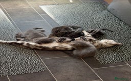 Bengal cats for sale: Bengal Tabby kittens - Image 6