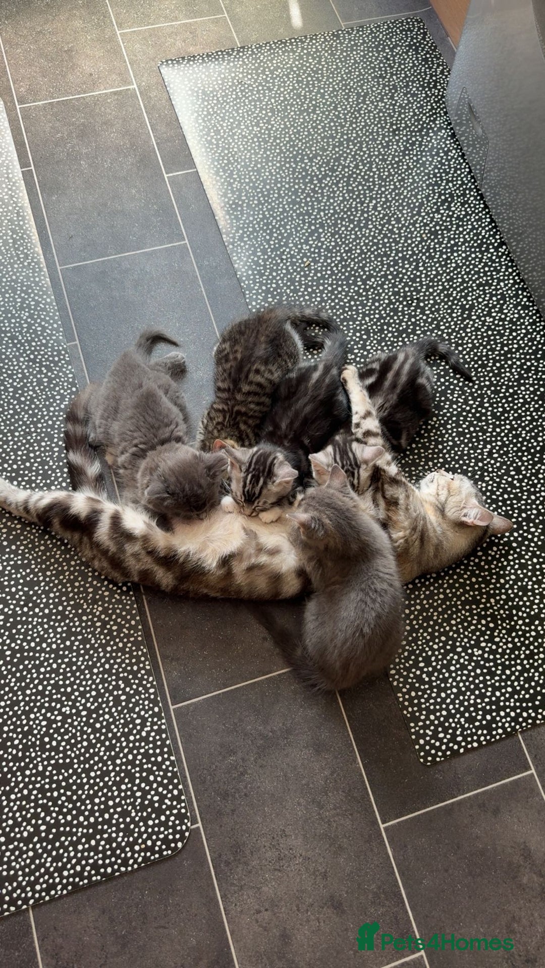 Bengal cats for sale: Bengal Tabby kittens - Image 6