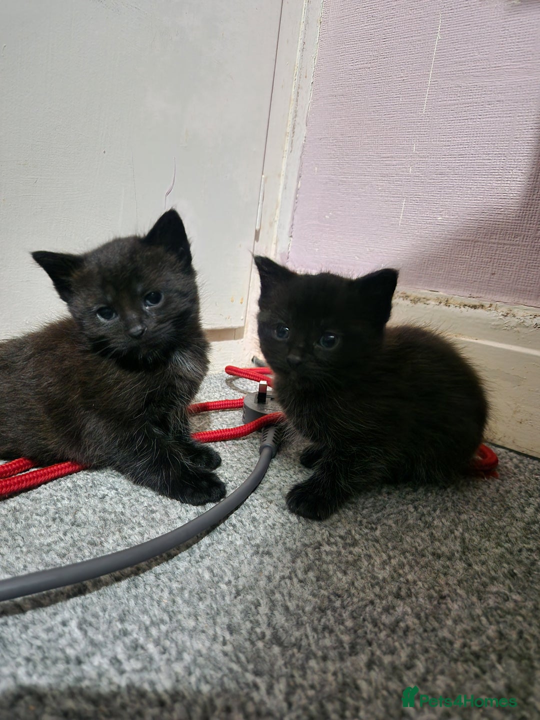 Mixed Breed cats for sale: Beautiful healthy kittens looking  - Advert 5