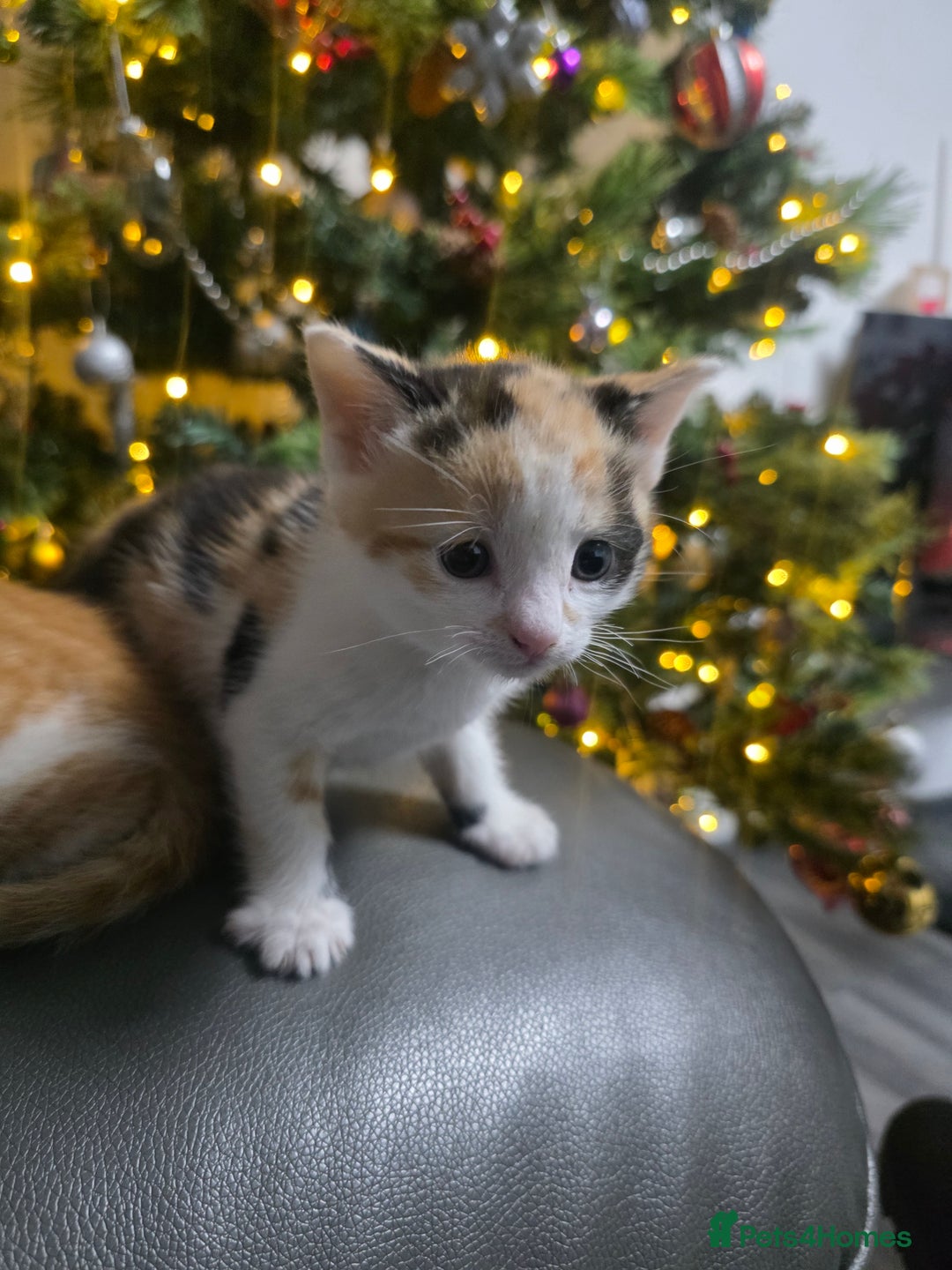 Mixed Breed cats for sale: Beautifull Kittens ready to go  - Advert 13