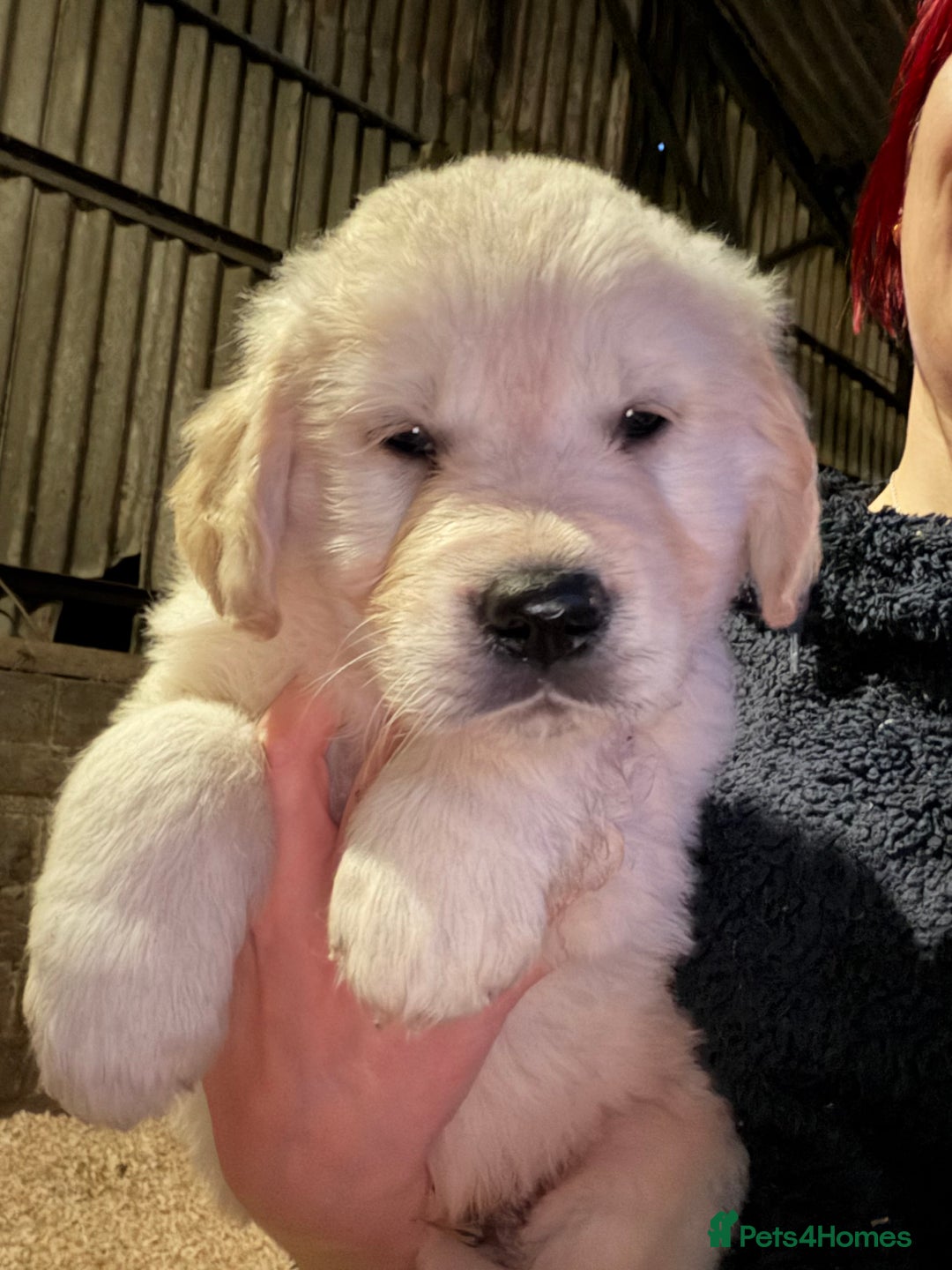 Golden Retriever dogs for sale: Mr orange golden retriever puppy  - Advert 5