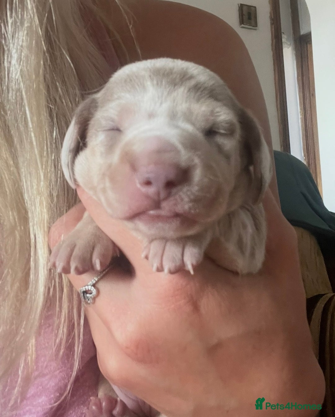 Miniature Dachshund dogs for sale: 1 Beautiful Kc reg Girl 💗 needs rehoming  - Advert 7