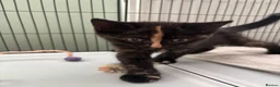 Mixed Breed cats for sale: Kittens  - Advert 2