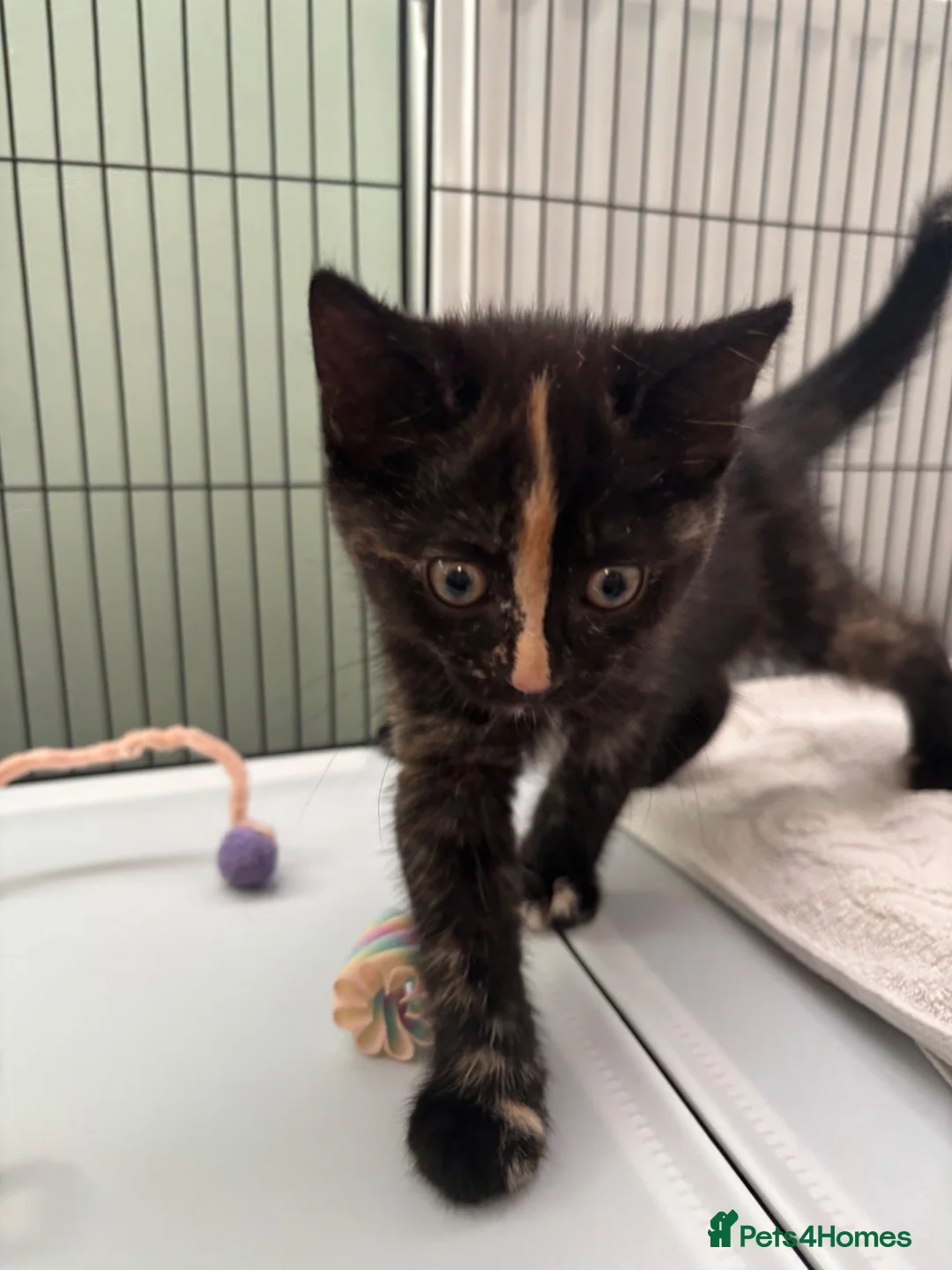 Mixed Breed cats for sale: Kittens  - Advert 2