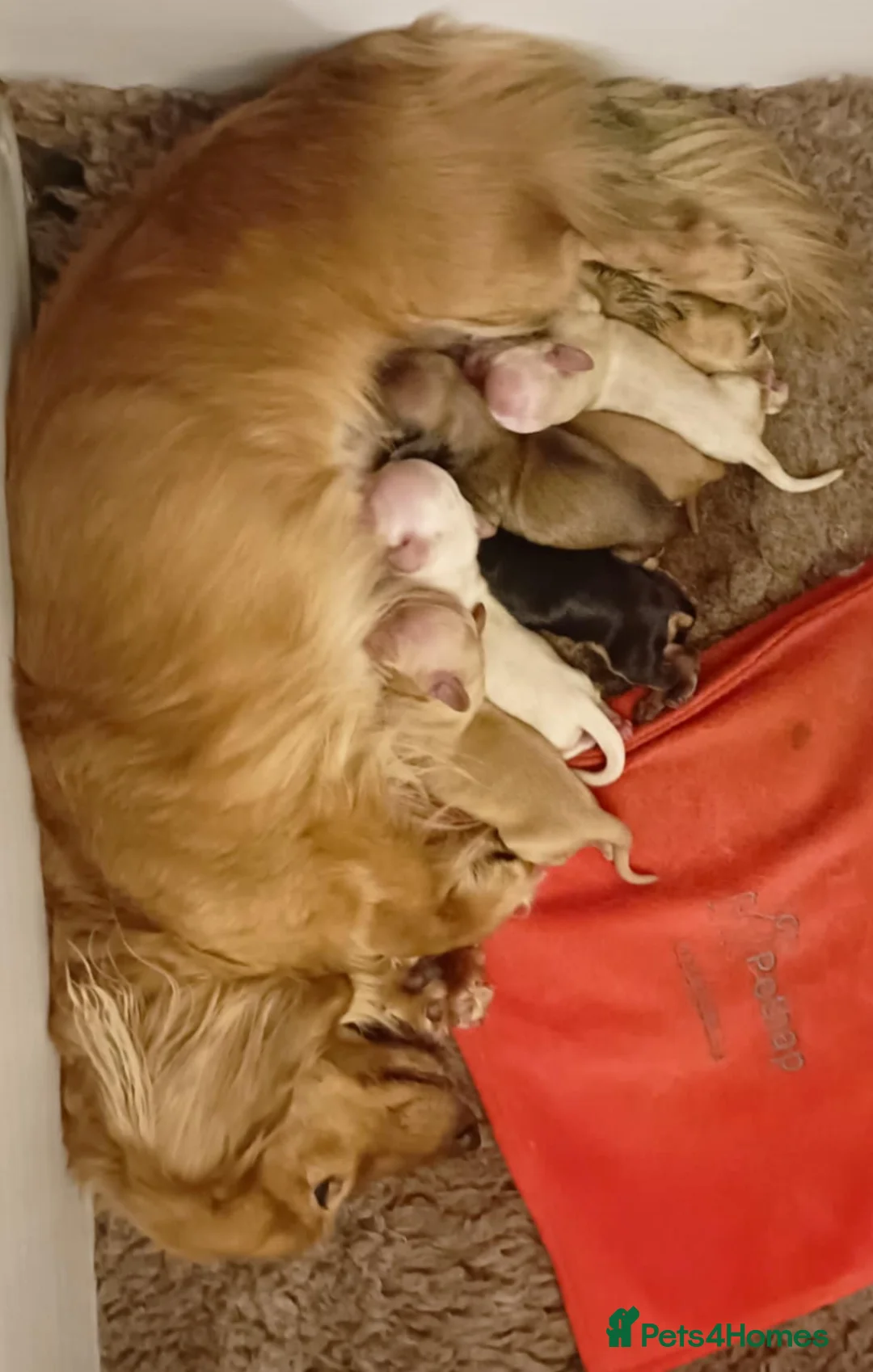 Miniature Dachshund dogs for stud: KC Dachshund cream long hair Stud [ee/ii] - Advert 9