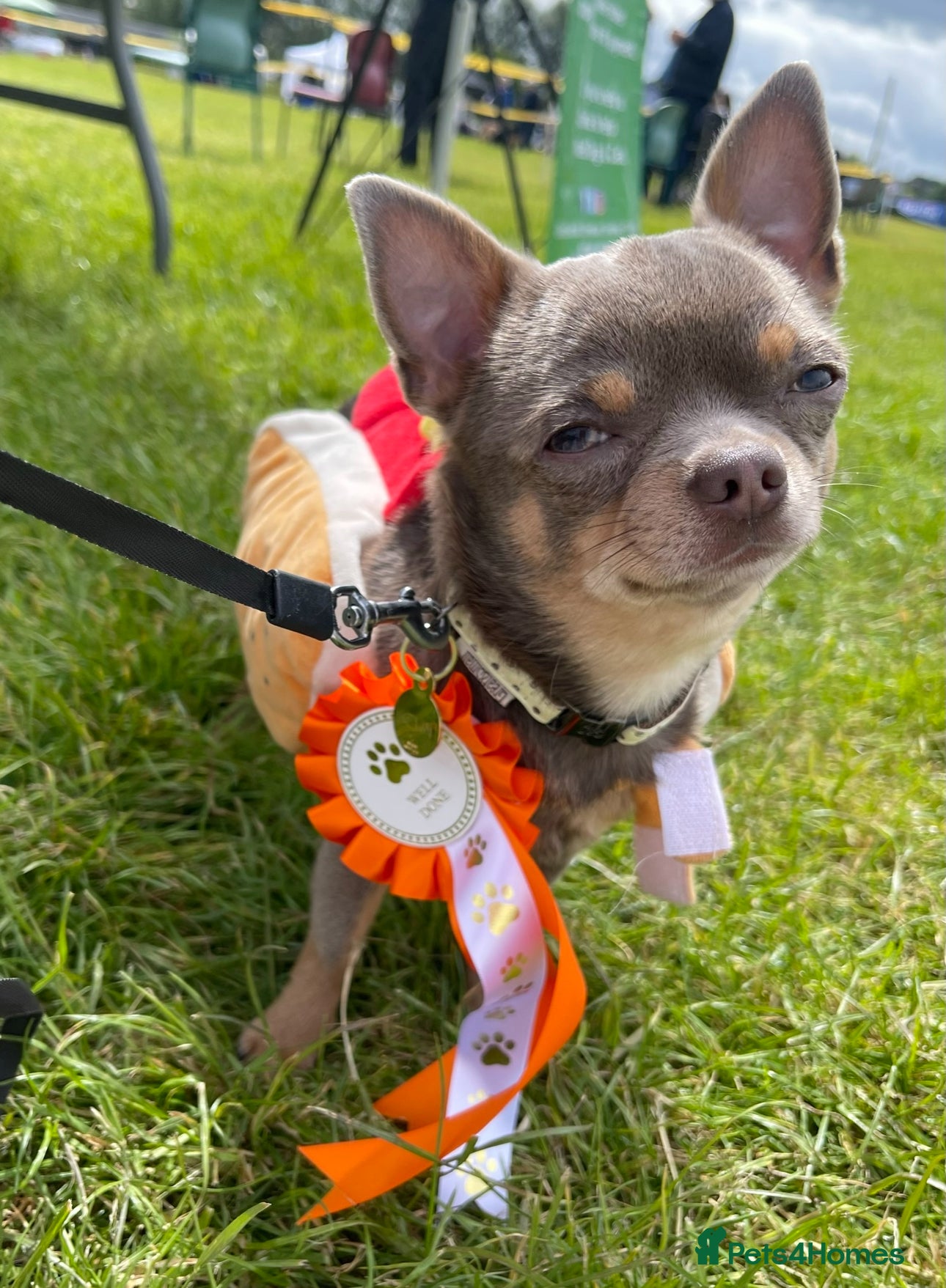 Chihuahua dogs Male lilac Chihuahua available for STUD - Advert 1