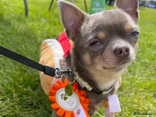 Chihuahua dogs Male lilac Chihuahua available for STUD - Advert 1