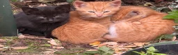 Mixed Breed cats for sale: Stunning Sheba female kitten - Advert 1