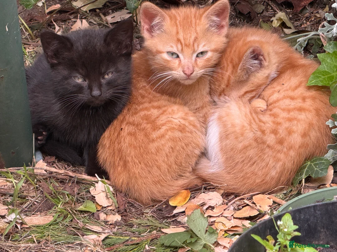 Mixed Breed cats for sale: Stunning Sheba female kitten - Advert 1
