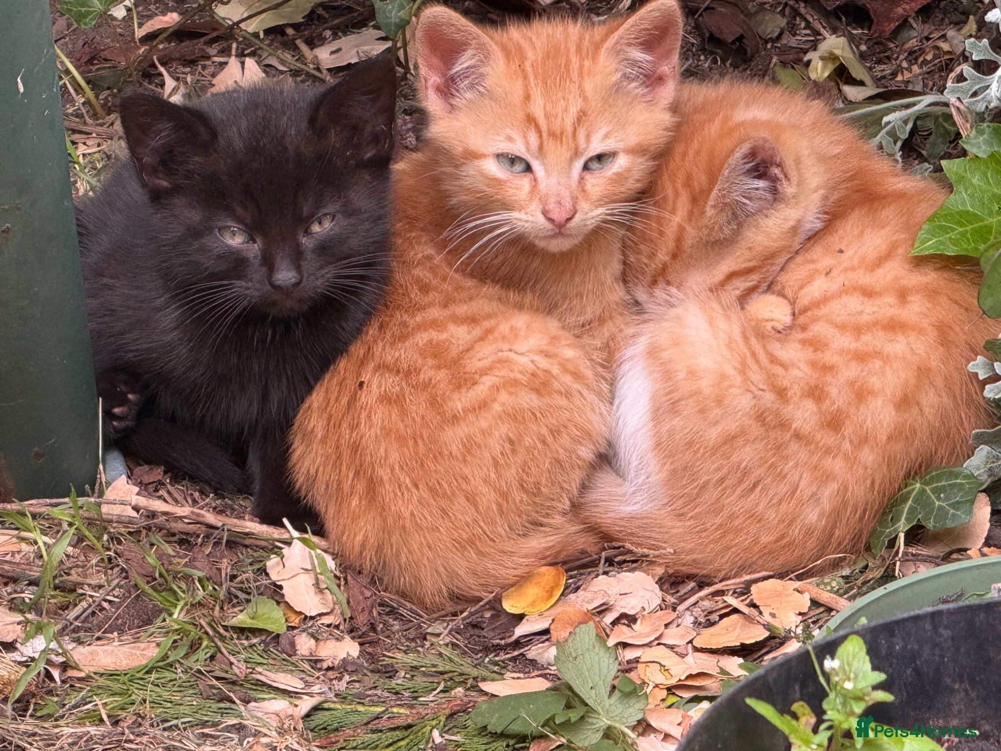 Mixed Breed cats Stunning Sheba female kitten - Advert 18