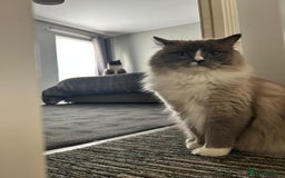 Ragdoll cats for sale: Two ragdoll females  - Image 7