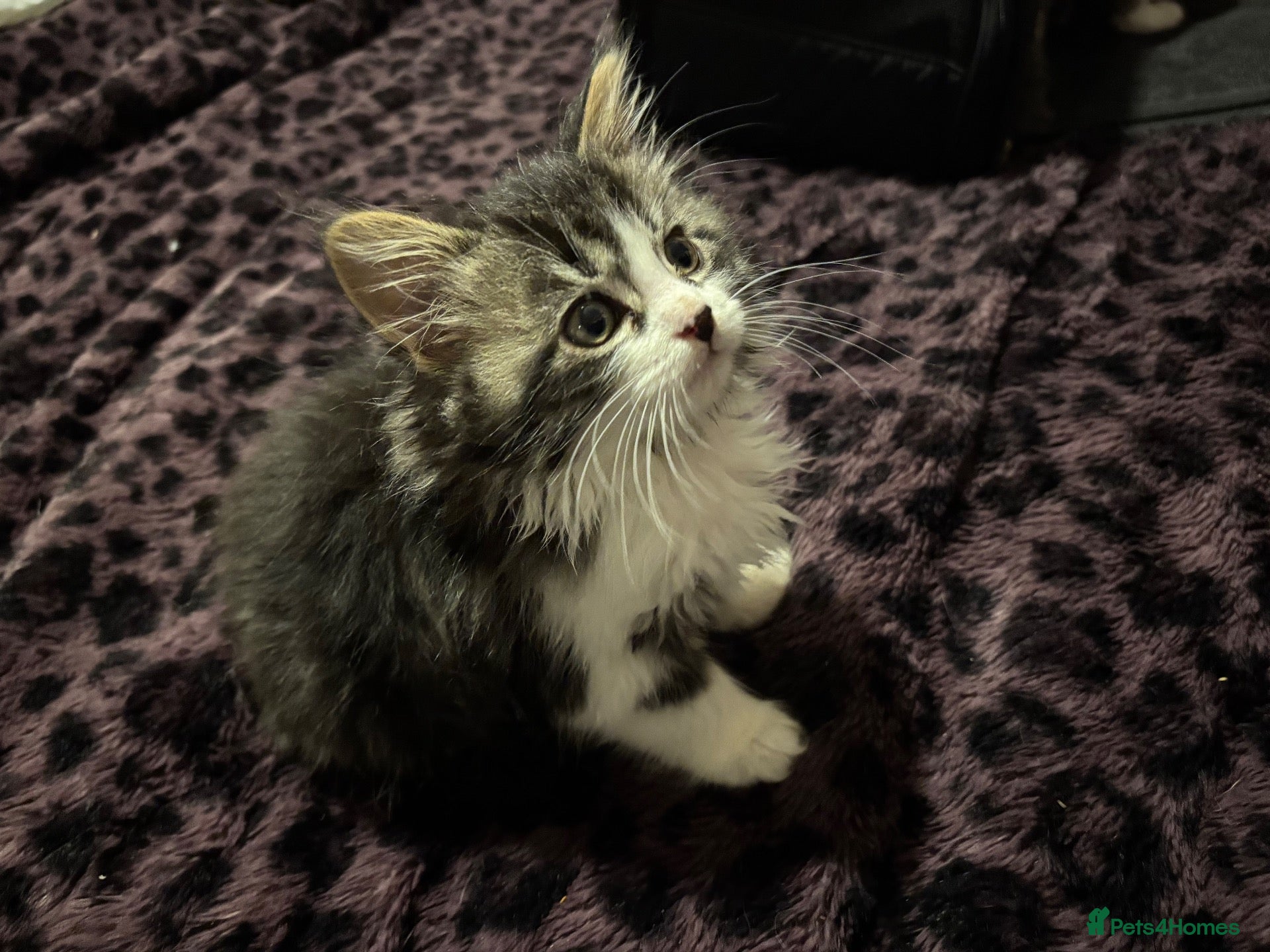 Maine Coon cats for sale: Gorgeous fluffy Maine coon xtoyger  - Advert 1