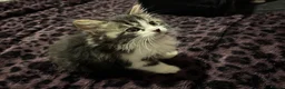 Maine Coon cats for sale: Gorgeous fluffy Maine coon xtoyger  - Advert 1