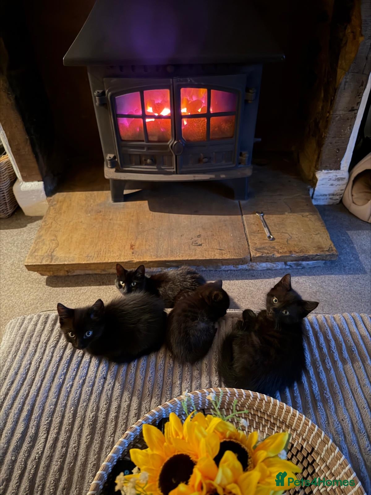 Domestic Shorthair cats Two black female kittens ready to leave now!  - Advert 15