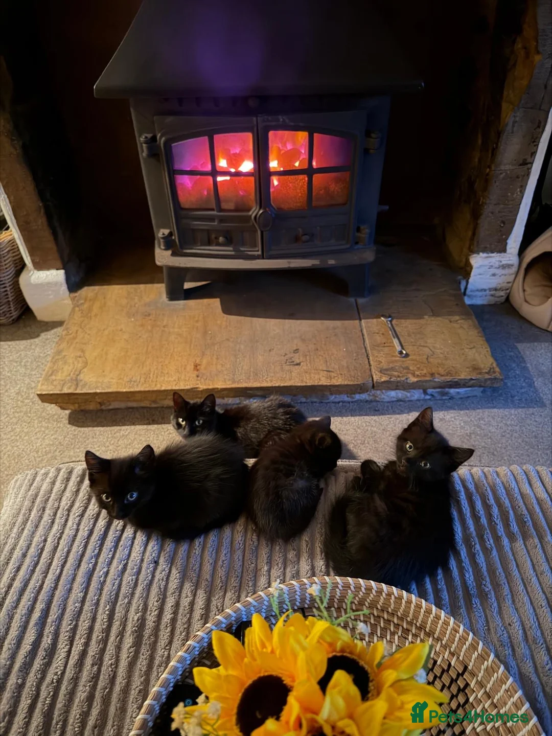 Domestic Shorthair cats for sale: Two black female kittens ready to leave now!  - Advert 1
