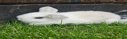 Mini Lop rabbits for sale: Gorgoeus mini lop baby rabbits - Advert 5