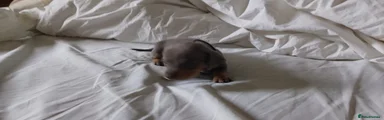 Dachshund 1