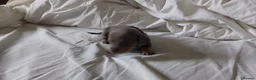 Dachshund dogs for sale: Ms Donna Carnie - Advert 4