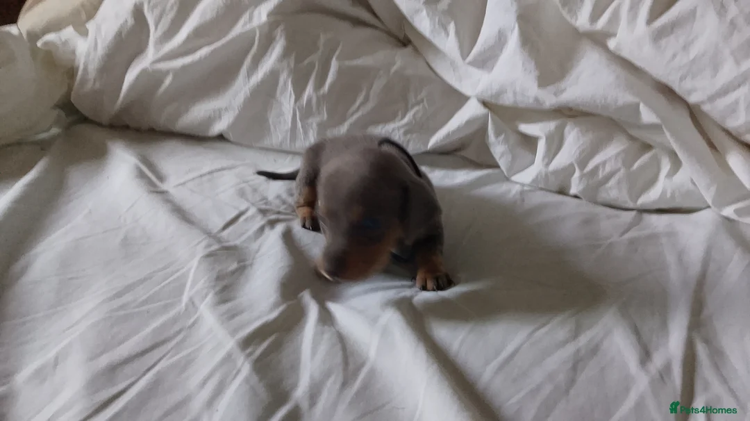 Dachshund dogs for sale: Ms Donna Carnie - Advert 4