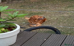 Golden Retriever dogs for stud: Stunning dark red golden retriever  - Image 3