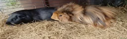 Guinea Pig rodents for sale: Single Peruvian boar and bonded mixed bead pair - Advert 9