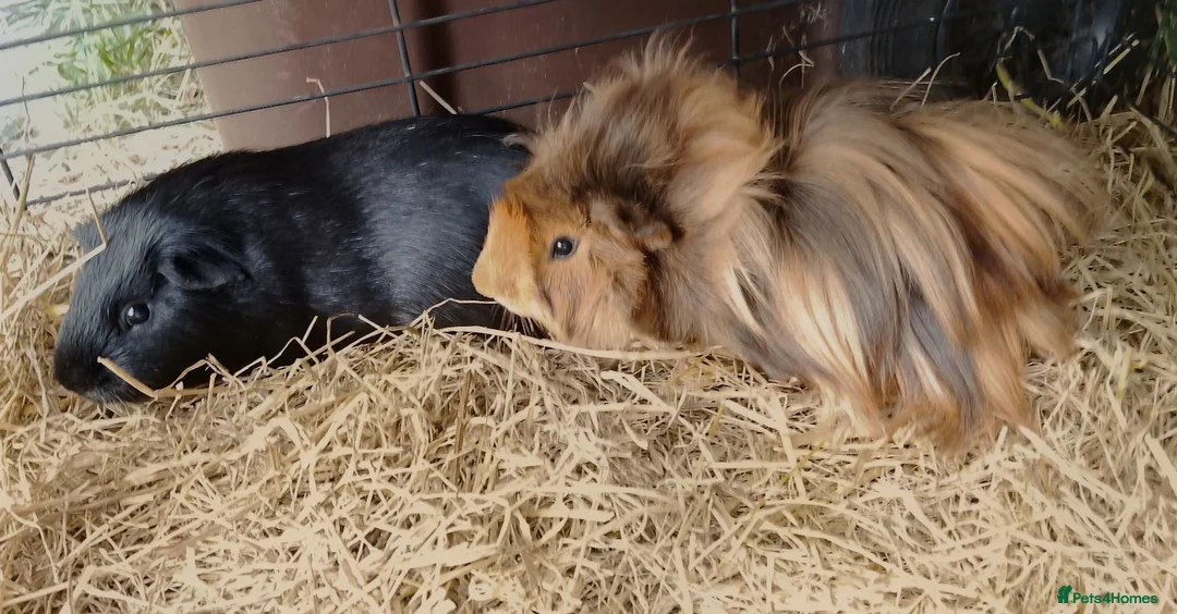 Guinea Pig rodents for sale: Single Peruvian boar and bonded mixed bead pair - Advert 9