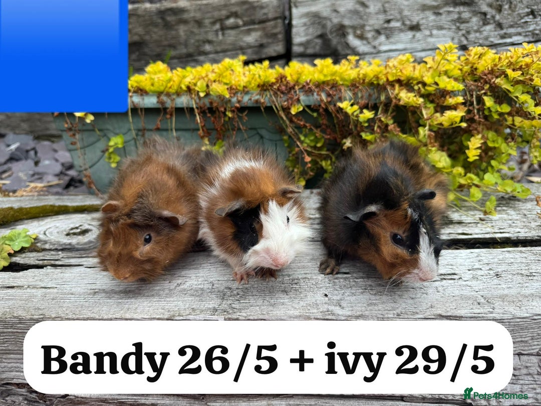 Guinea Pig rodents for sale: Baby guinea pigs available now. Sheffield. - Image 22