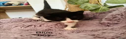 Mixed Breed cats for sale: Fluffy black and white kittens  - Advert 5