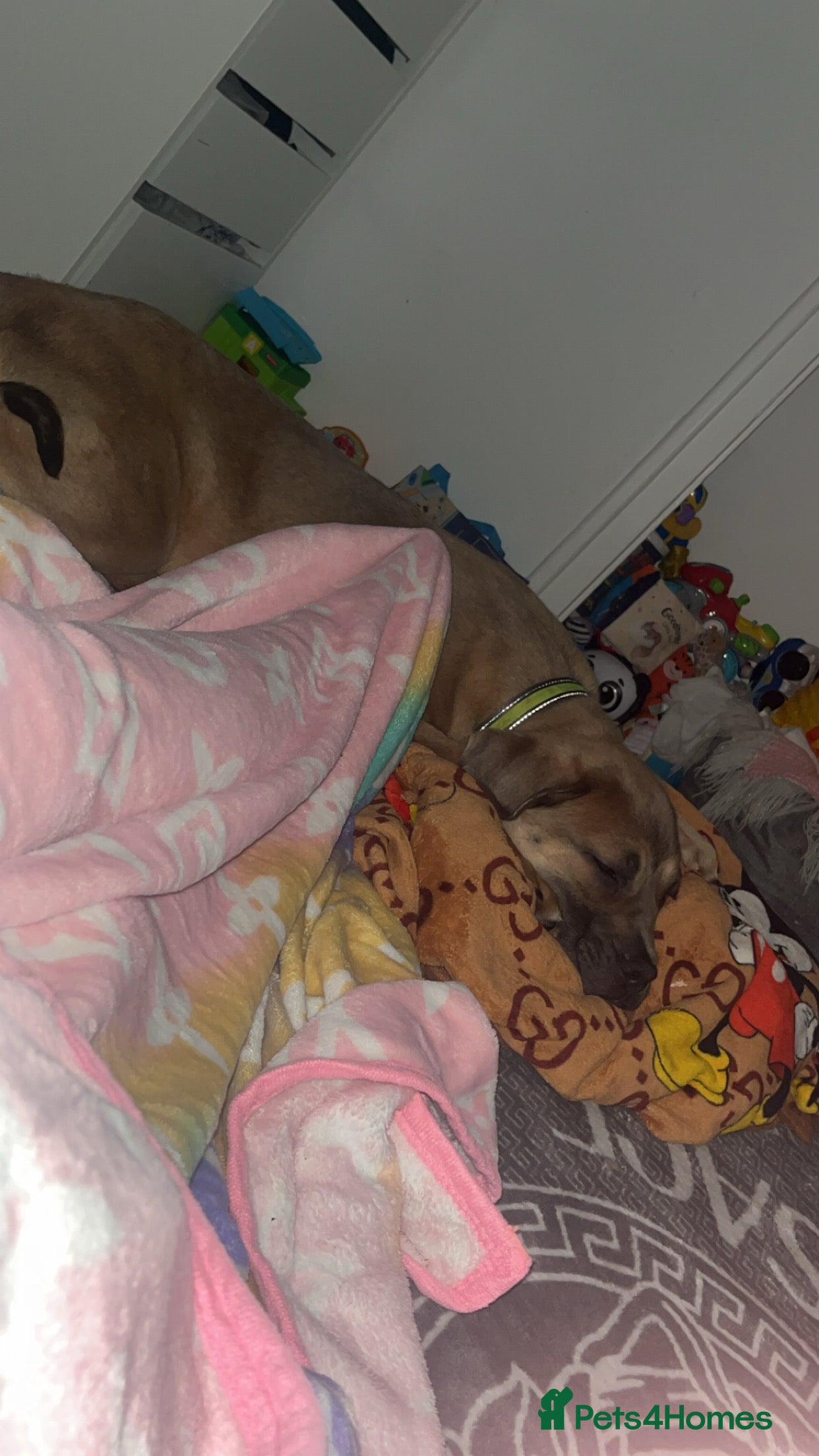 Cane Corso dogs cane corso pup  in Worthing - Advert 15