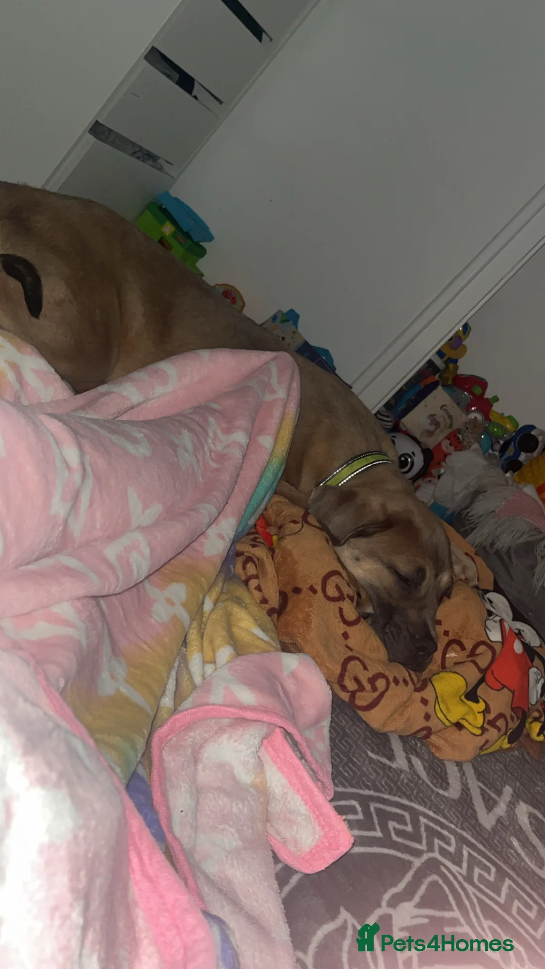 Cane Corso dogs for sale: cane corso pup  - Advert 1