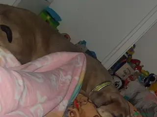 Cane Corso dogs cane corso pup in Worthing - Advert 15