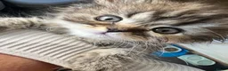 Mixed Breed cats for sale: Beautiful Persian ragdoll mixed babies.  - Advert 21