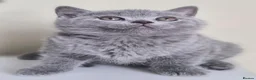 British Shorthair cats for sale: Exceptional pedigree British shorthair kittens  😻 - Advert 11
