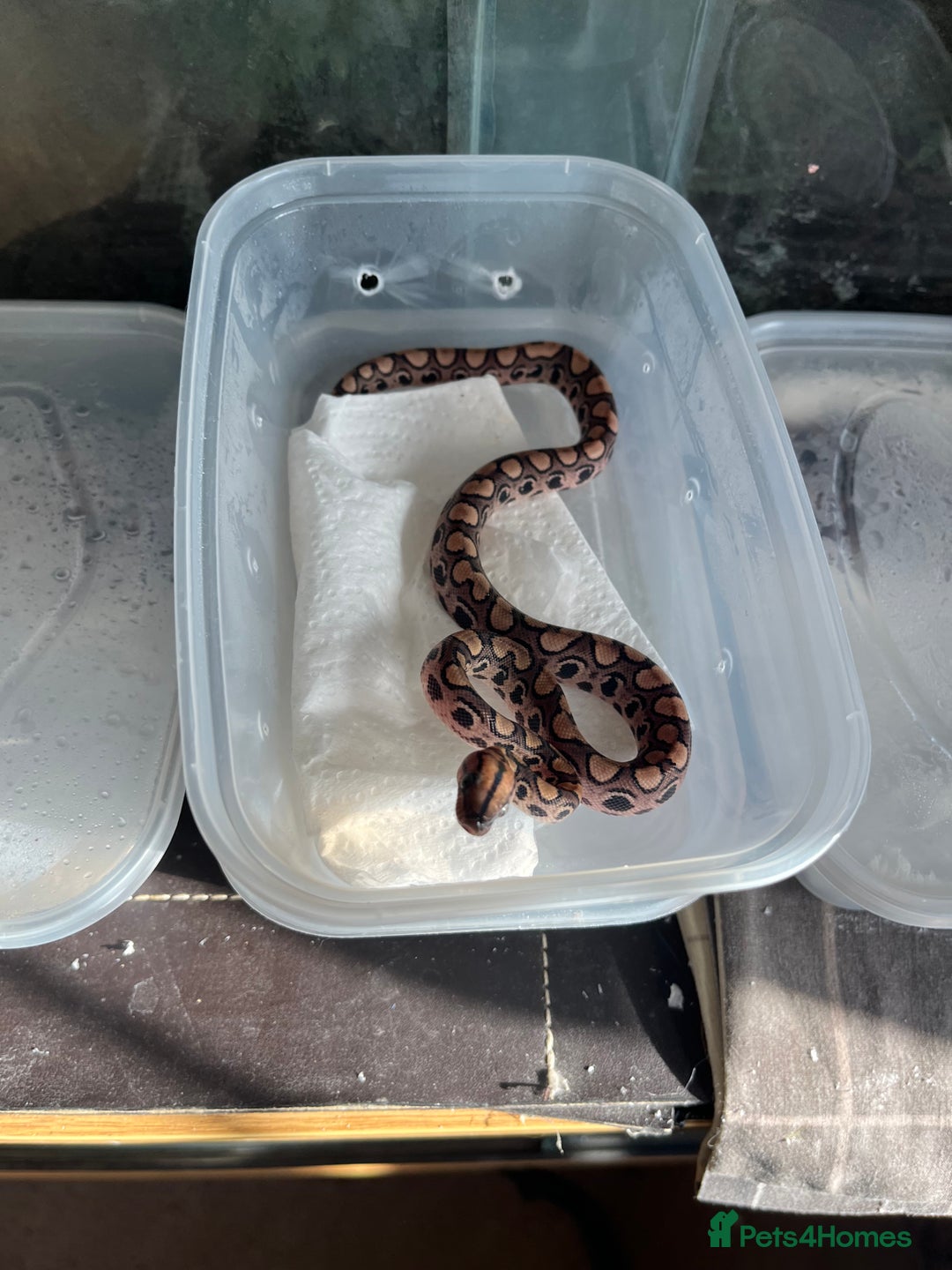 Boa Snake reptiles for sale: Brazilian rainbow boa babies  - Image 1